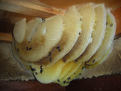 ホームトータル消毒 ミツバチ