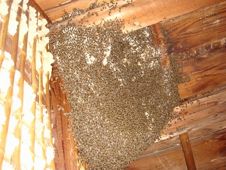 ホームトータル消毒 ミツバチ