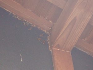 天井裏のズズメバチ駆除