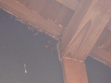 ホームトータル消毒 天井裏のズズメバチ駆除