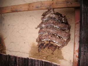 焼き板の中のキイロスズメバチ