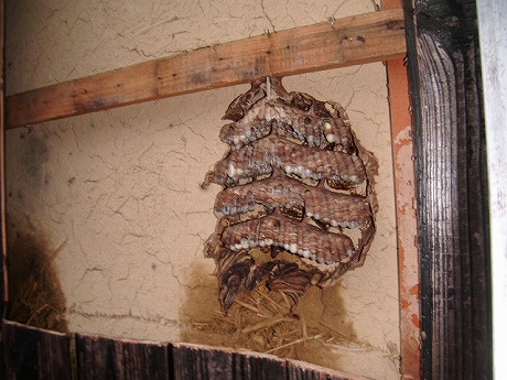 ホームトータル消毒 焼き板の中のキイロスズメバチ
