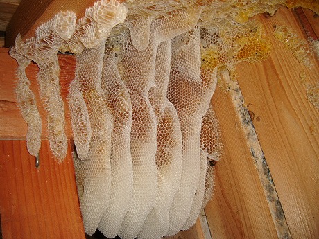ホームトータル消毒 屋根裏のミツバチ駆除