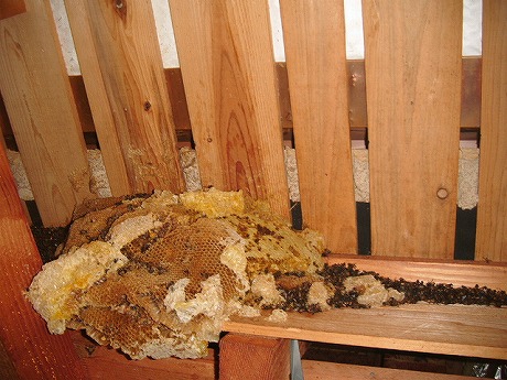 ホームトータル消毒 屋根裏のミツバチ駆除