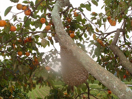 ホームトータル消毒 柿の木のミツバチの分ぽう