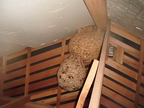 ホームトータル消毒 屋根裏のキイロスズメバチ