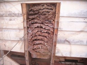 焼き板のオオスズメバチ