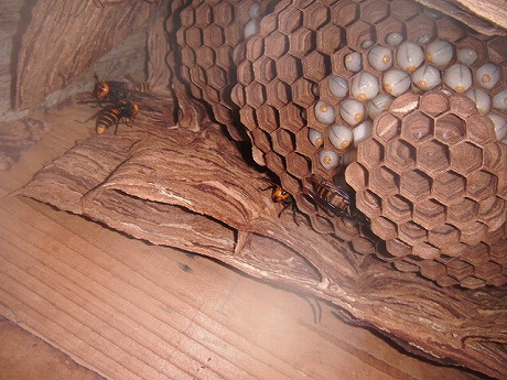 ホームトータル消毒 焼き板のオオスズメバチ