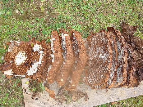 ホームトータル消毒 焼き板のオオスズメバチ