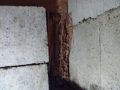ホームトータル消毒 玄関の束の白蟻被害