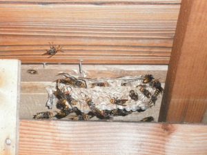 屋根裏のヒメスズメバチ