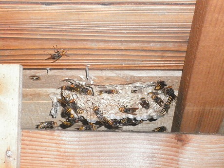 ホームトータル消毒 屋根裏のヒメスズメバチ