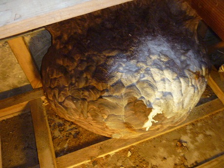 ホームトータル消毒 1階の天井裏のキイロスズメバチ