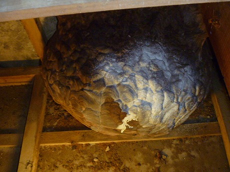 ホームトータル消毒 1階の天井裏のキイロスズメバチ