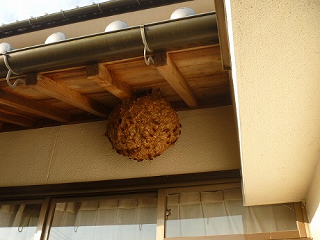 ホームトータル消毒 1階の軒下のキイロスズメバチ
