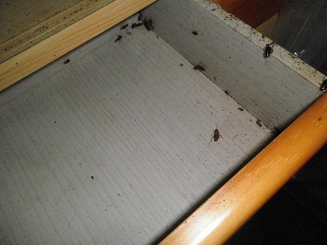 ホームトータル消毒 ハイツのチャバネゴキブリ