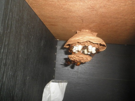 ホームトータル消毒 本棚のコガタスズメバチ