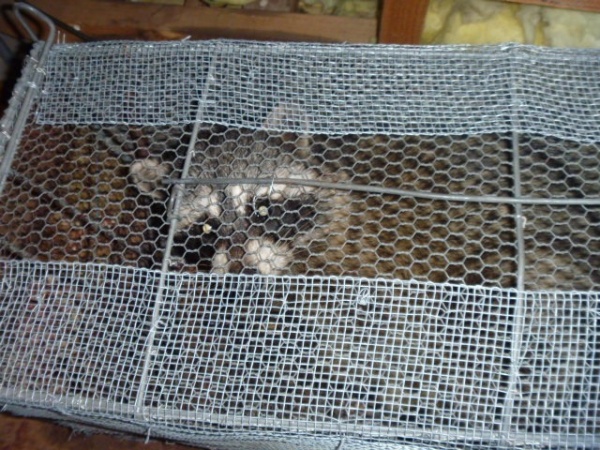 ホームトータル消毒 屋根裏のアライグマ捕獲