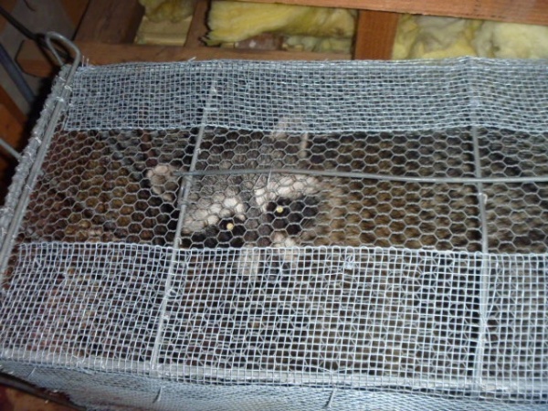 ホームトータル消毒 屋根裏のアライグマ捕獲