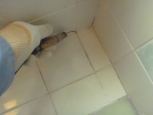 浴室のヤマトシロアリ駆除・コ－キング