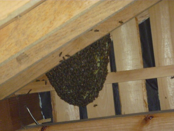 ホームトータル消毒 屋根裏のミツバチ