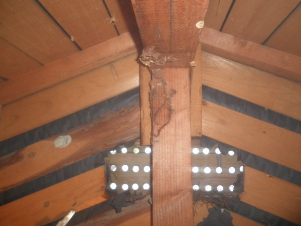 ホームトータル消毒 屋根裏のキイロスズメバチ
