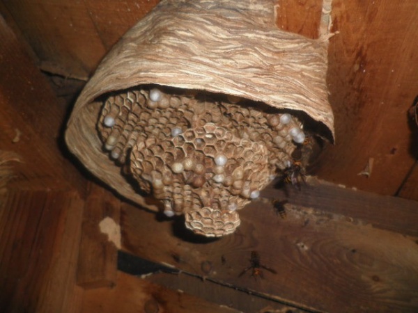 ホームトータル消毒 ２階天井裏ヒメスズメバチ