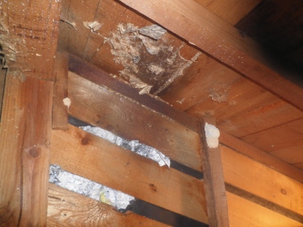 ホームトータル消毒 ２階天井裏ヒメスズメバチ