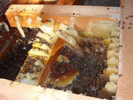 ホームトータル消毒 ミツバチ駆除