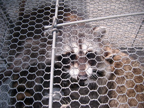 ホームトータル消毒 工場のアライグマ捕獲