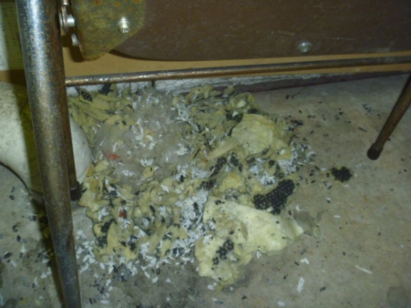 ホームトータル消毒 工場の機械室　ドブネズミの営巣