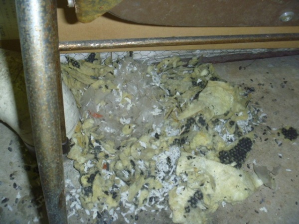 ホームトータル消毒 工場の機械室　ドブネズミの営巣