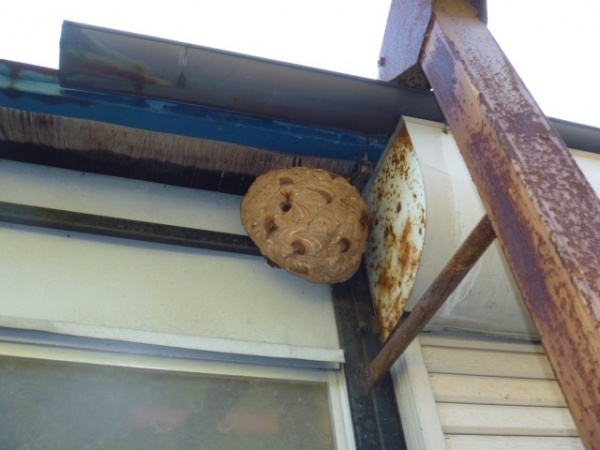ホームトータル消毒 倉庫の軒下のキイロスズメバチ